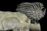 Crinoid (Gennaeocrinus) Fossil - Arkona, Canada #137269-4